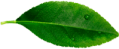 leave__0000_Layer-10.png leave__0000_Layer-10.png